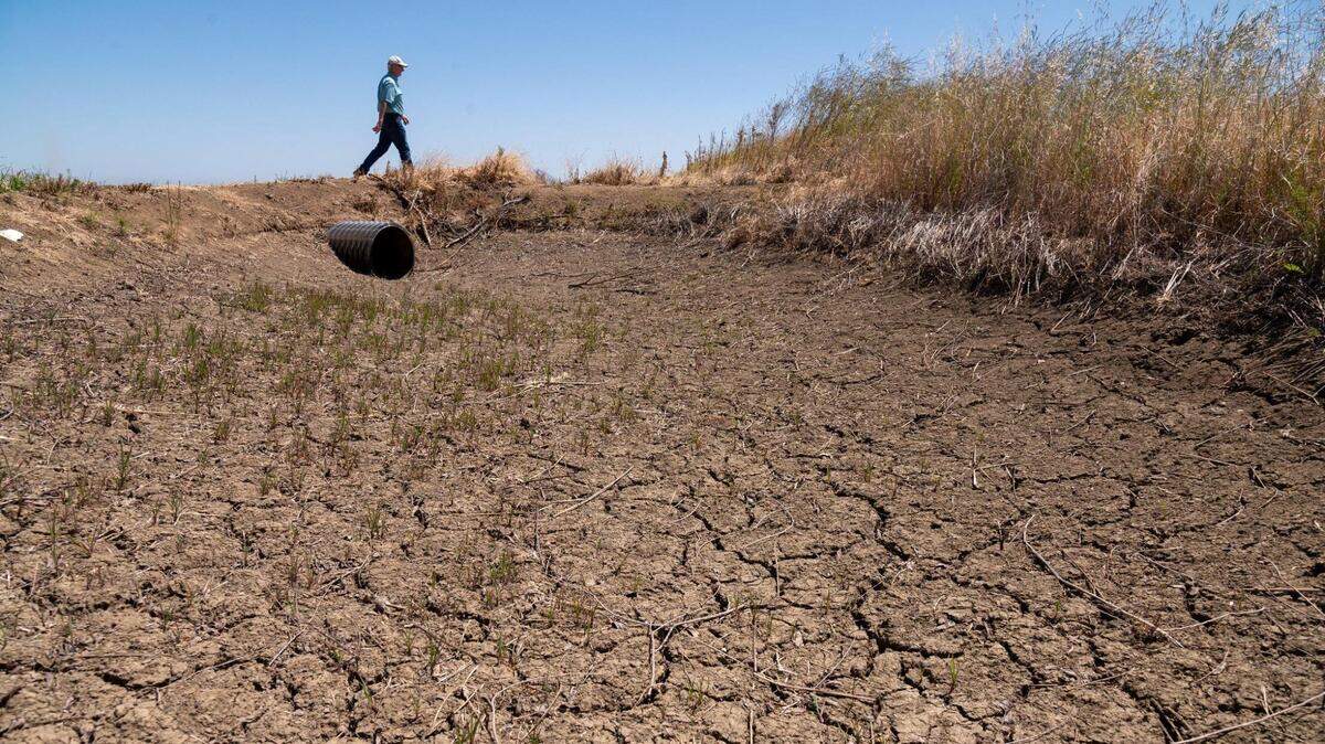 Rice farmer Don Bransford walks in May 2022 past a dry ditch that usually brings water to his 1,800 acres of rice fields near Williams. He did not grow any rice that year because of the drought. 